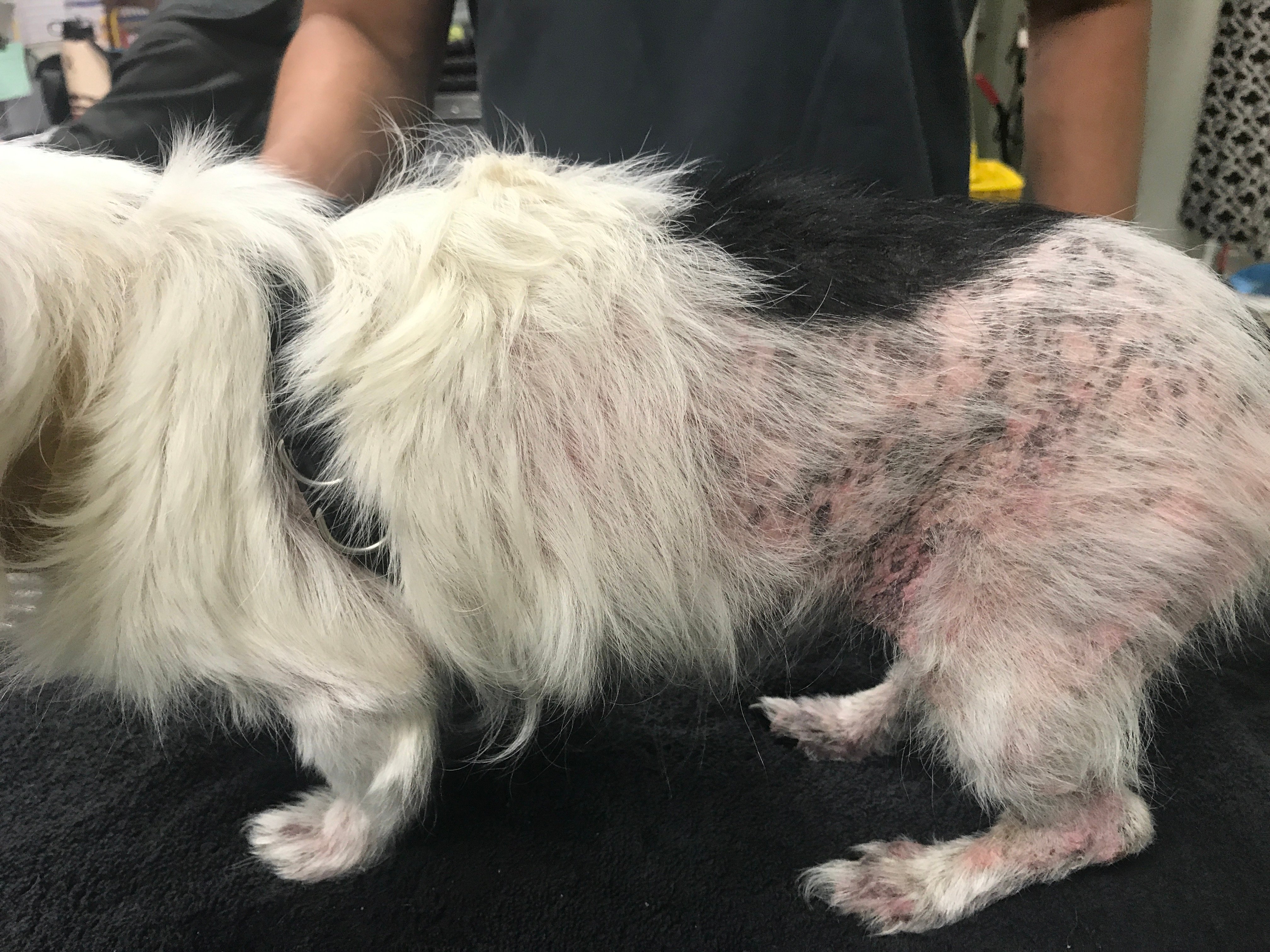 Dog allergic reaction to flea treatment sale